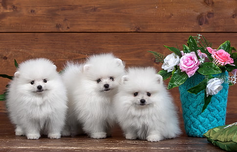 three white Pomeranian puppies, flowers, roses, puppies, fluffy, white, trio, Spitz, HD wallpaper HD wallpaper
