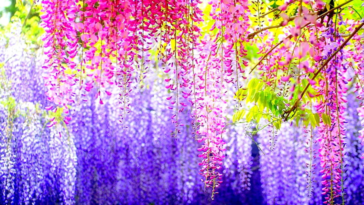 pink, purple, and white wisteria flowers, blossoms, colors, flowers, nature, trees, HD wallpaper
