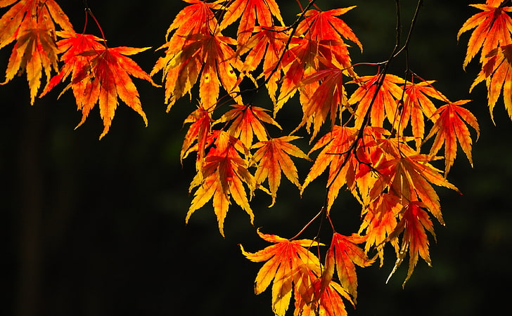 Foliage, brown leaves, Seasons, Autumn, Dark, Orange, Colorful, Yellow, Leaves, Background, Colors, Leaf, Branch, Backlit, Fire, Fiery, England, Fall, Private, wiltshire, Sunlight, geotagged, unitedkingdom, sooc, backlighting, mendhakwebsite, stourhead, stourton, HD wallpaper