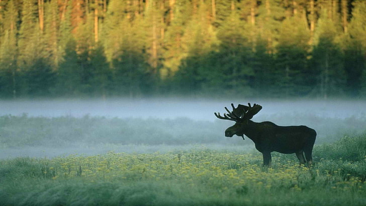 black moose, forest, moose, nature, animals, HD wallpaper