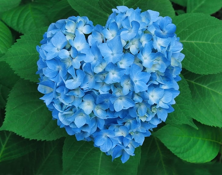 꽃, 수국, 파란 꽃, 꽃, 심장, HD 배경 화면