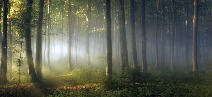 naturaleza, paisaje, bosque, árboles, niebla, rayos de sol, hojas, luz solar moteada, plantas, mañana, rama, Fondo de pantalla HD