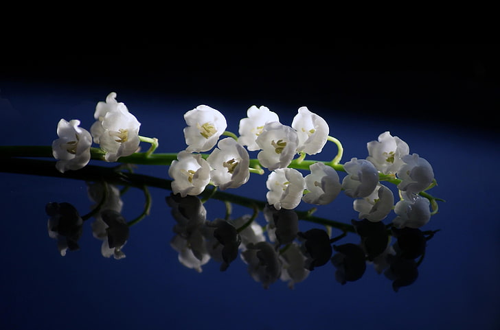 biały kwiat płatkowy, konwalia, zbliżenie, wiosna, powierzchnia, odbicie, Tapety HD