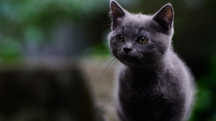 แมวสีน้ำเงินรัสเซียเลี้ยงลูกด้วยนมแมวสัตว์, วอลล์เปเปอร์ HD