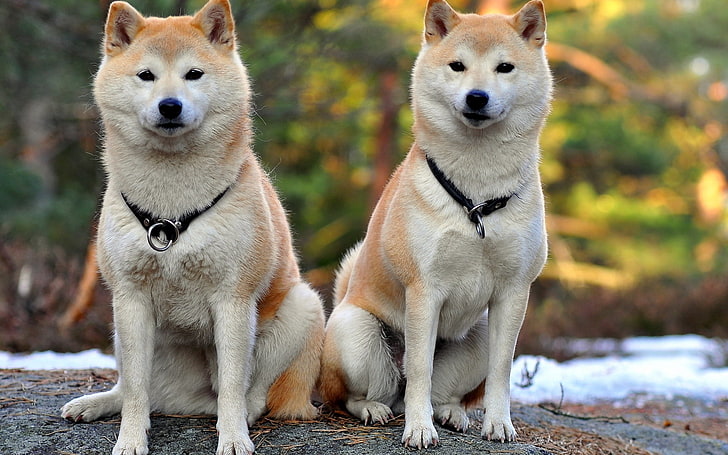 dua shiba inu oranye dan putih, akita inu, anjing, pasangan, cantik, Wallpaper HD