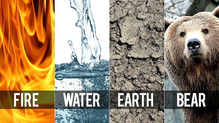 Earth, water, Avatar, humor, air, panels, fire, bears, elements, collage, animals, HD wallpaper
