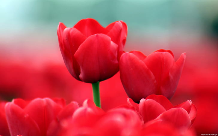 Red Tulips, red tulips, tulips, HD wallpaper