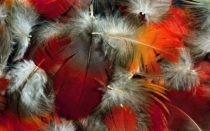 white and red feathers wallpaper, feathers, red, orange, white, HD wallpaper