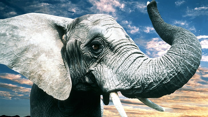 Gajah abu-abu, gajah abu-abu, gajah, belalai, telinga, mata, Alam, abu-abu, Wallpaper HD