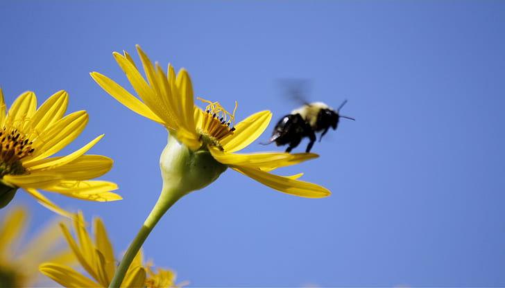 Biene thront auf gelben Blüten unter blauem Himmel, Neal Smith National Wildlife Refuge, Neal Smith National Wildlife Refuge, Biene, gelb, Blume, Prärie, Iowa, Natur, Sigma 70, Insekt, Sommer, Pflanze, Bestäubung, Pollen, Frühling, blau, Blütenblatt, HD-Hintergrundbild