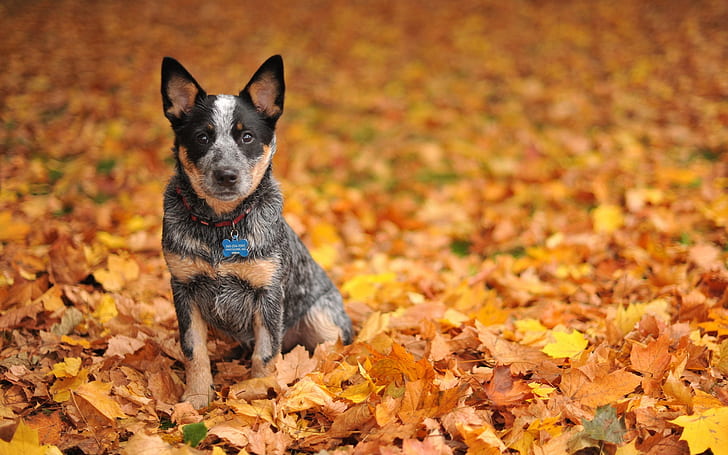Cute black dog in yellow leaves ground, Cute, Black, Dog, Yellow, Leaves, Ground, HD wallpaper