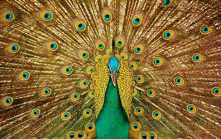 Bird, Peacock, Feathers, Tail, HD wallpaper