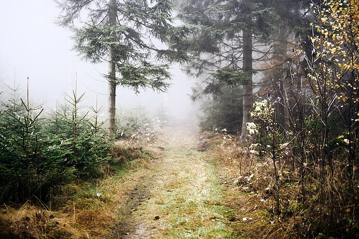 на открито, природа, пътека, дървета, мъгла, HD тапет