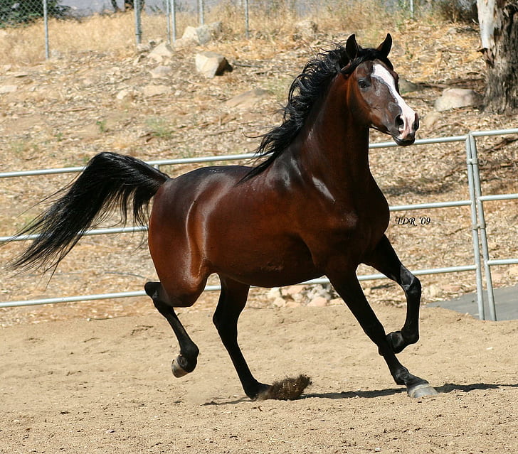 Чистокровный араб 1, лошади, животные, араб, HD обои