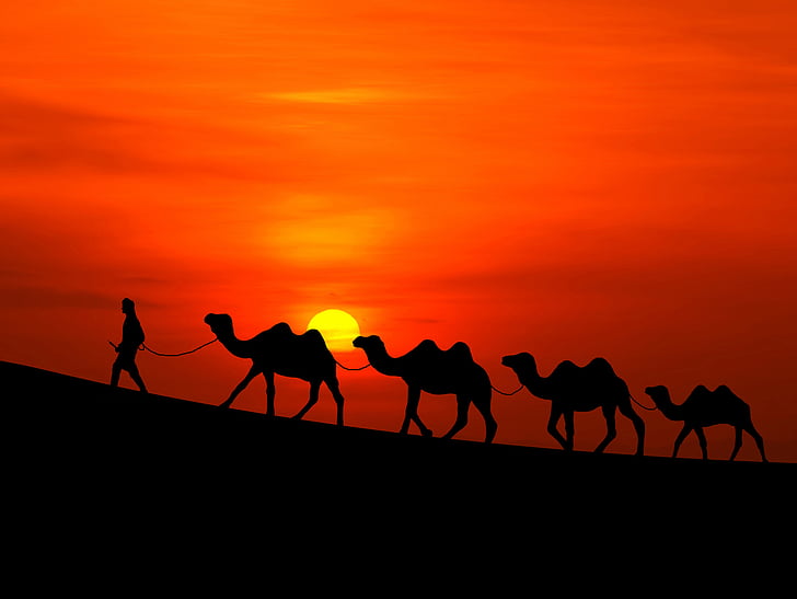 4匹のラクダと一人の男が歩いて、日没、砂漠、ラクダ、HDのシルエット、 HDデスクトップの壁紙