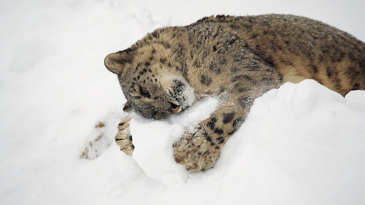 animals, snow, hugging, snow leopards, leopard (animal), HD wallpaper