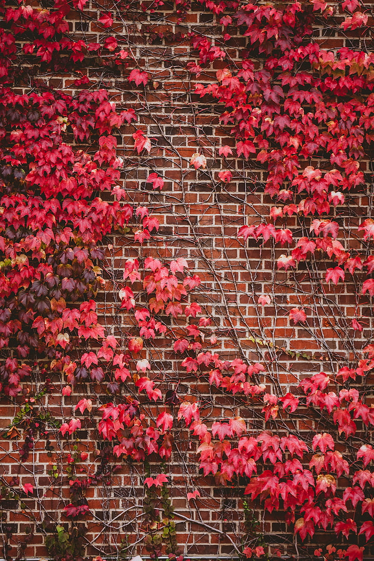 red maple leaves, leaves, wall, branches, bricks, HD wallpaper