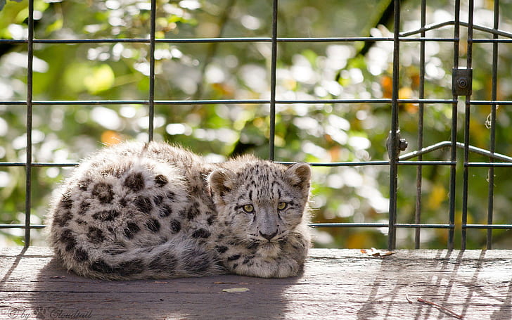 Leopard Snow Leopard Cub HD, cheetah cub, animals, snow, leopard, cub, HD wallpaper