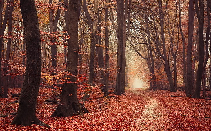 braunblättrige Bäume, Landschaft, Natur, Wald, Herbst, Blätter, Pfad, Nebel, Bäume, Atmosphäre, HD-Hintergrundbild