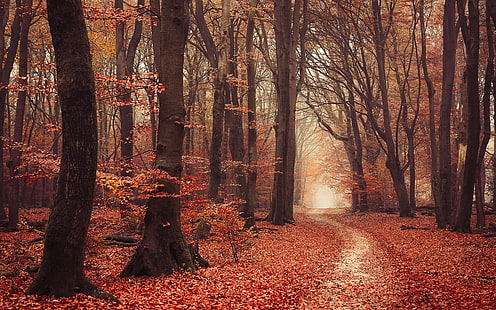 braunblättrige Bäume, Landschaft, Natur, Wald, Herbst, Blätter, Pfad, Nebel, Bäume, Atmosphäre, HD-Hintergrundbild HD wallpaper