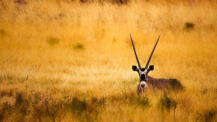 antelope, bidang, tanduk, tatapan, Hewan, Wallpaper HD