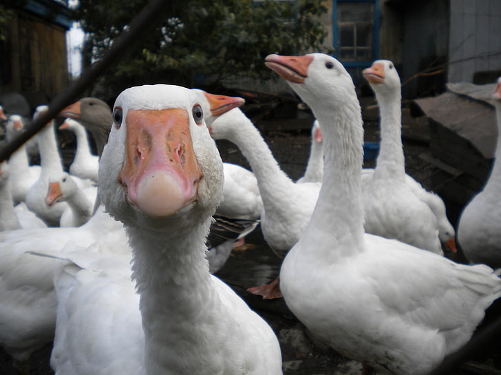 flock of white ducks, white, Wallpaper, interesting, geese, HD wallpaper