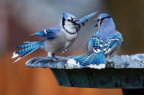 fåglar, ett par, Blue Jay, HD tapet HD wallpaper