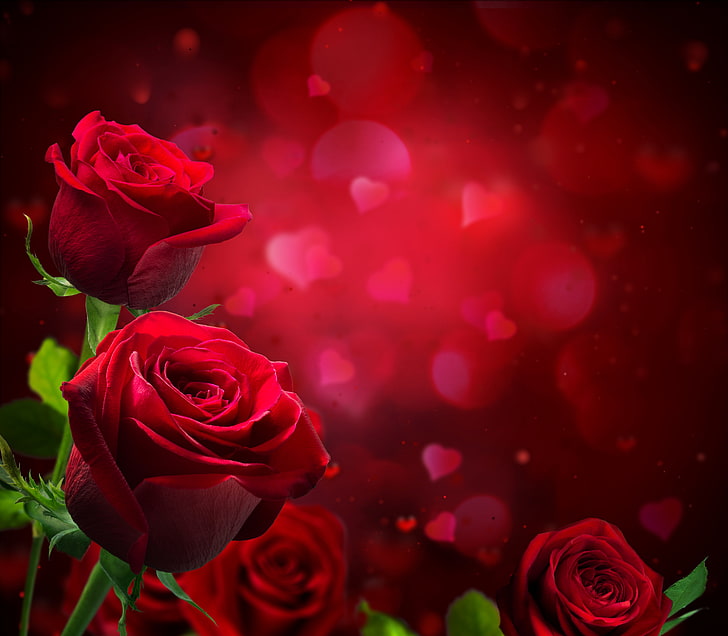 rose rosse carta da parati digitale, luce vivida, sfondo, rose, sfocatura, cuori, rosso, primo piano, Sfondo HD