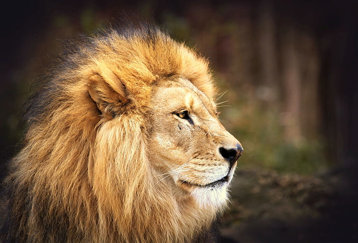 茶色のライオン、ライオン、顔、たてがみ、大きな猫、捕食者、 HDデスクトップの壁紙