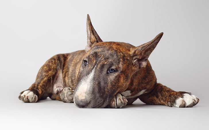 สุนัขพันธุ์บูลเทอร์เรียสีน้ำตาลแต่ละตัวสุนัขบูลเทอร์เรีย, วอลล์เปเปอร์ HD