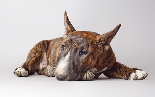brown brindle bull terrier, each, dog, bull Terrier, HD wallpaper HD wallpaper