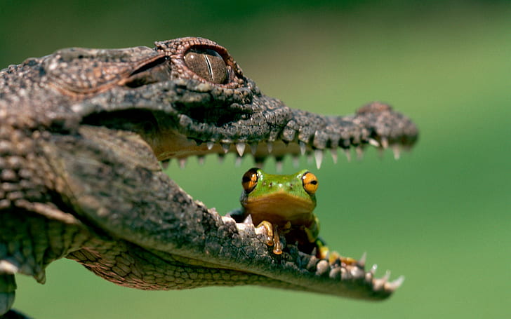 Amphibien, Frösche, Tiere, Alligatoren, HD-Hintergrundbild