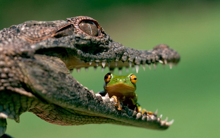 аллигатор и лягушка, зеленая древесная лягушка сидит на рту аллигатора, животные, аллигаторы, лягушка, амфибия, HD обои