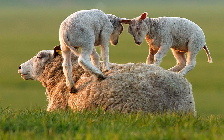 Schafe, Lämmer, Tiere, Tierbabys, HD-Hintergrundbild