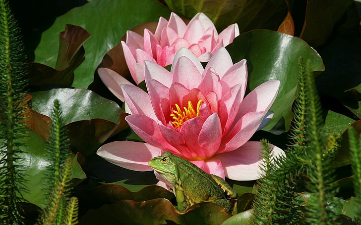 pink water lily flowers, water lily, petals, swamp, frog, HD wallpaper