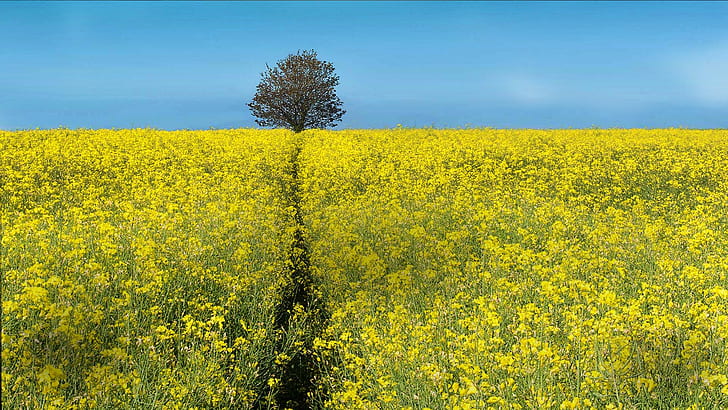 bidang, bunga, pemandangan, kuning, bunga kuning, Wallpaper HD