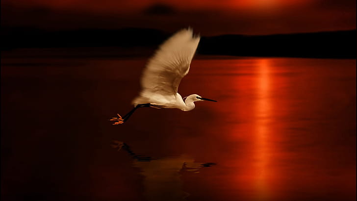 Egret Flying Lake Sunset Blackout Reflection Full Hd Wallpaper, HD wallpaper