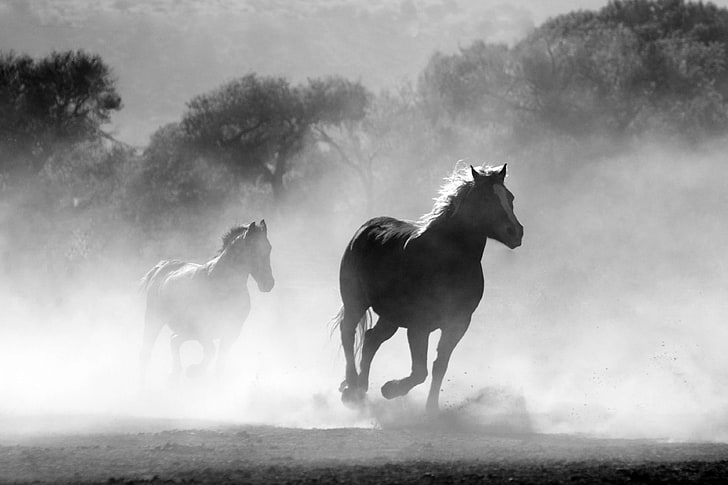 animals, black and white, equine, dom, gallop, gray, horses, motion, nature, speed, sprint, wild, HD wallpaper