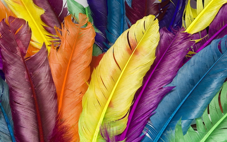 multicolored feathers, feathers, colorful, bright, HD wallpaper