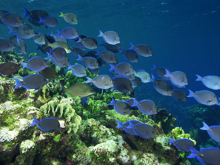 ławica ryb tang, morze, podwodne, ryby, koralowce, Tapety HD
