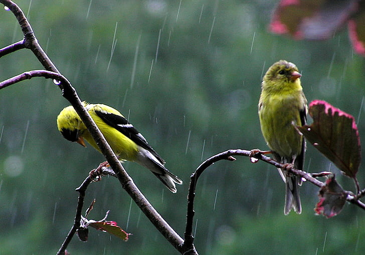 dois pássaros de penas verdes no galho de árvore enquanto chovendo, embebido, verde, de penas, pássaro, galho de árvore, infeliz, vida selvagem, natureza, animal, filial, animais na natureza, ao ar livre, HD papel de parede