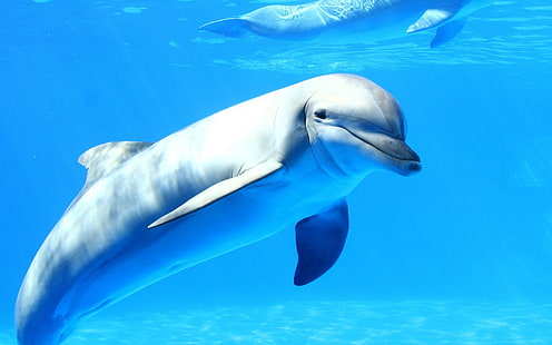gray dolphin, dolphin, sea, underwater, animals, cyan, water, HD wallpaper HD wallpaper