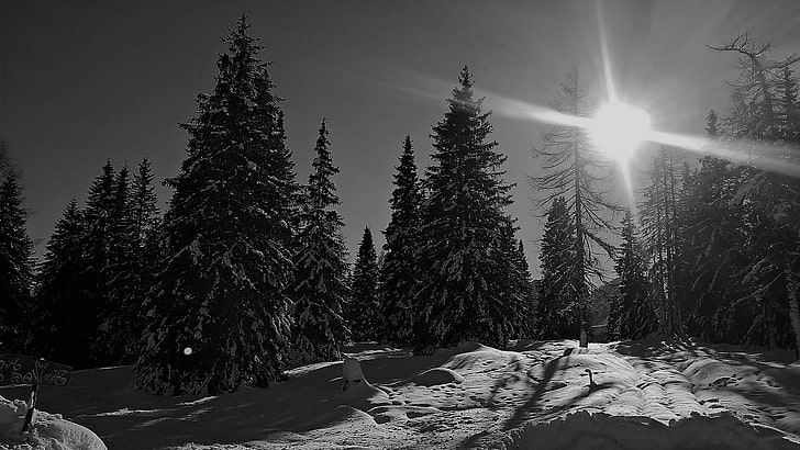 Sólo en blanco y negro Snow-tree-winter-nature-wallpaper-preview