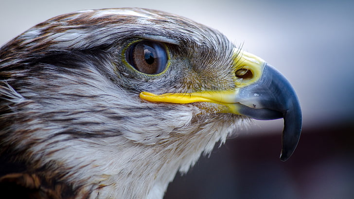 beak, bird, bird of prey, falcon, predator, eye, wildlife, HD wallpaper
