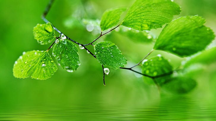 Зелено, естествено, листа, капки вода, капки, зелено, естествено, листа, капки вода, капки, HD тапет