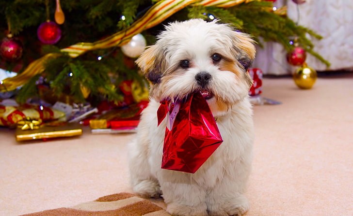 Anjing Lucu Natal, dewasa tan dan shih tzu putih, Liburan, Natal, Lucu, Wallpaper HD