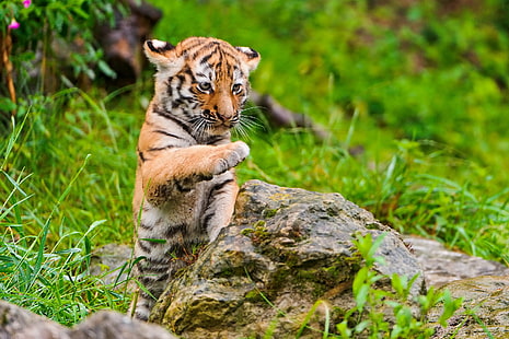 animal photography of baby tiger jumping near the rock with clear field grass, cub, animal, photography, jumping, rock, clear, field, grass, male, cute, boy, stone, paw, wild  cat, zoo  zürich, switzerland, nikon  d700, wildlife, undomesticated Cat, carnivore, nature, tiger, mammal, feline, animals In The Wild, outdoors, big Cat, HD wallpaper HD wallpaper