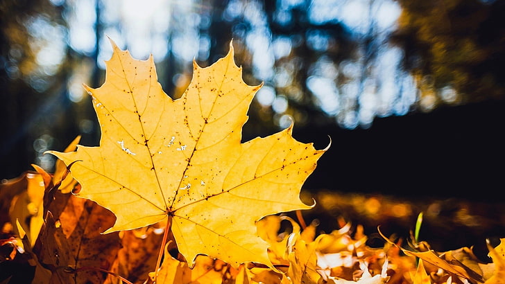 naturaleza, hojas, otoño, hojas de arce, árboles, primer plano, profundidad de campo, Fondo de pantalla HD