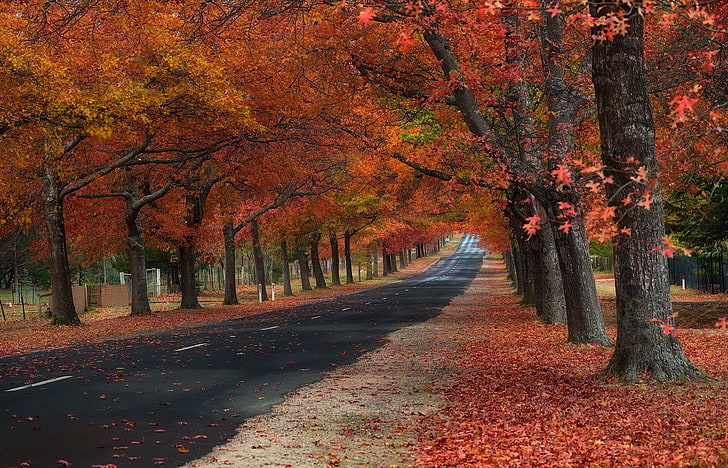 strada forestale nera, alberi con foglie di acero, caduta, strada, foglie, alberi, Sfondo HD
