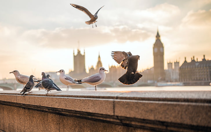 London Thames Riverbank Pigeons Seagulls, HD wallpaper